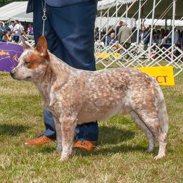 Chrome - Australian Cattle Dog