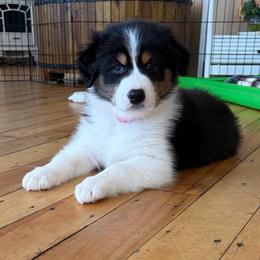 Susan - Black tri-color female Australian Shepherd puppy in Terryville, Connecticut from Spirited Aussies