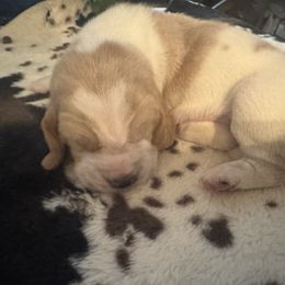 Merle - Mahogany and white male Basset Hound puppy in Maryland from Grind Stone Breeding Kennels