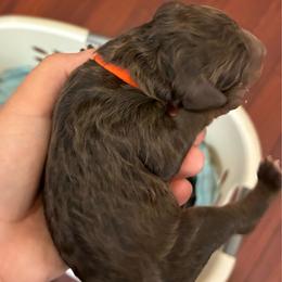 Orange Collar - Phantom male Poodle puppy in Huntsville, Alabama from Flint River Poodles