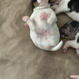 Rat Terrier Puppies from Kelly’s Ratters