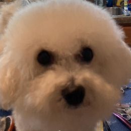 Bichon Frises from Whitecreek