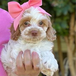 Bonnie - Red roan female Cockapoo puppy in Mocksville, North Carolina from Little Bear Doodles