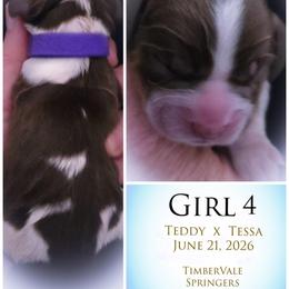 Girl 4 - Liver white and tan female English Springer Spaniel puppy in Silverdale, Washington from TimberVale Springers