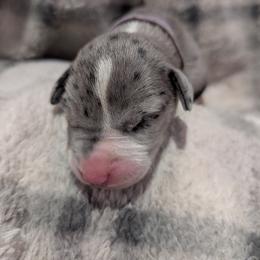 Light Purple Collar Mantle Merle female - Mantle merle female Great Dane puppy in Brooksville, Florida from Follow My Lead Great Danes