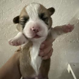 Pembroke Welsh Corgi Puppies from Solo spur ranch