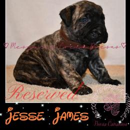 Perro de Presa Canario Puppies from Mesquite Creek Kennels