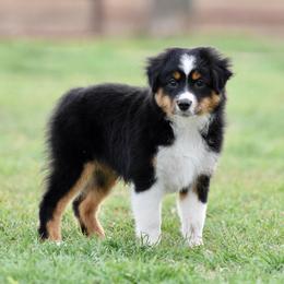 Boots - Black tri male Toy Australian Shepherd puppy in Wichita Falls, Texas from Shooting Stars Ranch Toy and Mini Aussies