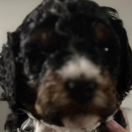 Bernedoodle Puppies from Bernied00dle Love