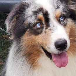 Australian Shepherds from Bur Oak Aussie's