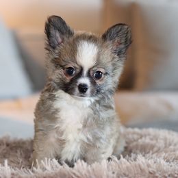 Kye - Black sabled fawn male Chihuahua puppy in Tulsa, Oklahoma from H-3 Chihuahuas