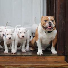 Dogo Argentino and Greyhound Puppies from Wayward Dogos and Hounds