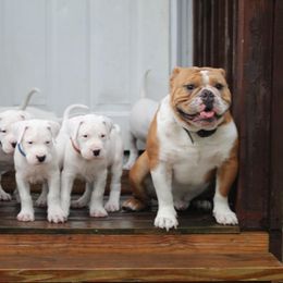 Dogo Argentino and Greyhound Puppies from Wayward Dogos and Hounds