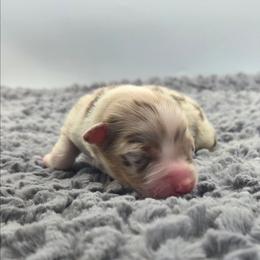 Caboose - Red merle male Australian Shepherd puppy in Jameson, Missouri from Sky Creek