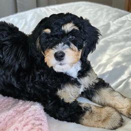Snuggles - Tri-color female Bernedoodle puppy in Glenford, Ohio from Mi-De Doodles