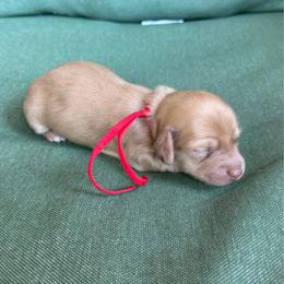 Sadie - Cream female Dachshund puppy in Janesville, California from Elysian Creek Doxies