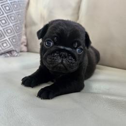 Black male 1 - Black male Pug puppy in Jacksonville, North Carolina from Coliseum de Cassiope