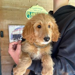 Cora's little girl gray - Apricot female Goldendoodle puppy in Hardeeville, South Carolina from Pups of the Lowcountry