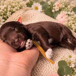 Oakley - Liver male Miniature Schnauzer puppy in Magalia, California from NorCal Schnauzers