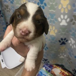 Dachshund Puppies from The Wienery