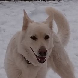 Frieda - German Shepherd