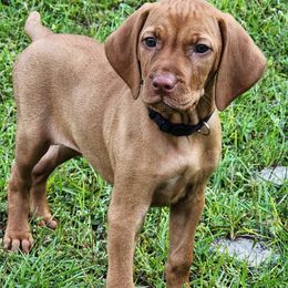 Vizsla Puppies from Countryside Vizslas