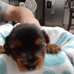 Skater (Purple) - Black and tan female Yorkshire Terrier puppy in Fayetteville, Tennessee from Mina's Yorkies