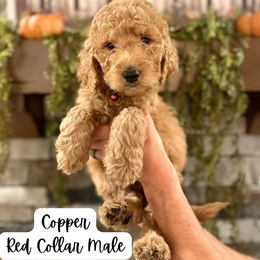 Copper- Red Collar - Red  male Goldendoodle puppy in Taylorsville, North Carolina from Doggone Dixie Doodles