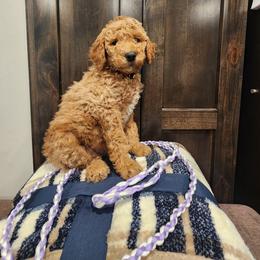 Old Yeller - Apricot female Poodle puppy in South Willard, Utah from Burge Family Poodles
