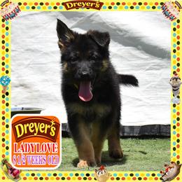 DREYERS BIG GIRL - Black and red female German Shepherd puppy in Murrieta, California from Diamond Oaks German Shepherds