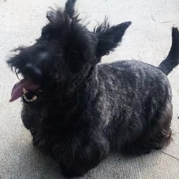 Scottish Terriers from Gulf Coast Scotties