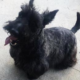 Scottish Terriers from Gulf Coast Scotties