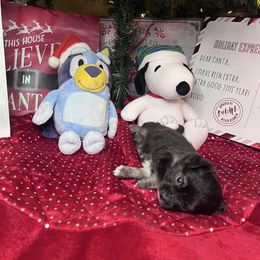 Inky - Black tri female Toy Australian Shepherd puppy in Medina, Tennessee from Fly Farms