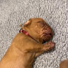 Female 2 - Red female Dogue de Bordeaux puppy in Mazomanie, Wisconsin from Blue Horizons Bordeaux