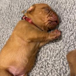 Female 2 - Red female Dogue de Bordeaux puppy in Mazomanie, Wisconsin from Blue Horizons Bordeaux