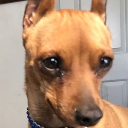 Holly - Miniature Pinscher