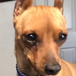 Holly - Miniature Pinscher