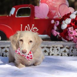 Princeton - Cream male Dachshund puppy in Woodbine, Georgia from Bowdachs Cream Pies