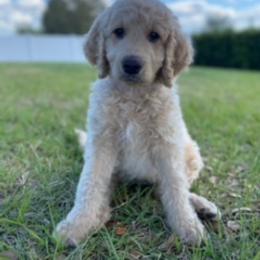 Goldendoodle Puppies from Da Ruba Doodles