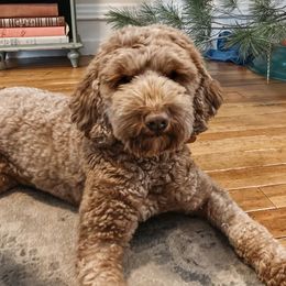 Birdie - Australian Labradoodle