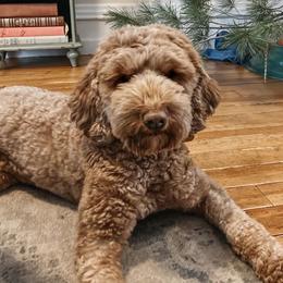 Birdie - Australian Labradoodle