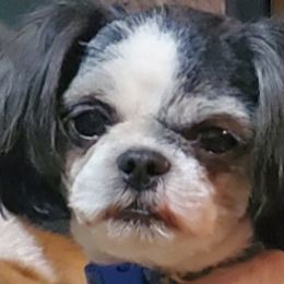 French Bulldogs and Shih Tzus from RVK Bulldogs & Shih-Tzus