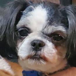 French Bulldogs and Shih Tzus from RVK Bulldogs & Shih-Tzus