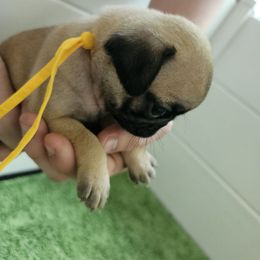 Yellow - Fawn female Pug puppy in Tallapoosa, Georgia from West Georgia Pugs