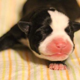 American Pit Bull Terrier Puppies from Steel Ridge APBTs