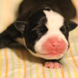 American Pit Bull Terrier Puppies from Steel Ridge APBTs