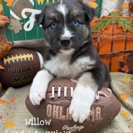 Willow - Black tri-color female Australian Shepherd puppy in Purcell, Oklahoma from Lewis Aussie’s & Corgi’s
