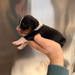 BTF2 - Black tri female Miniature Australian Shepherd puppy in Dayton, Washington from Rafter 22 Aussies
