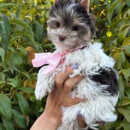 Prada - Chocolate tan and white female Biewer Terrier puppy in Antelope, California from Olena Niemchynova