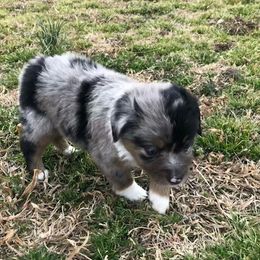 Rogue - Miniature Australian Shepherd